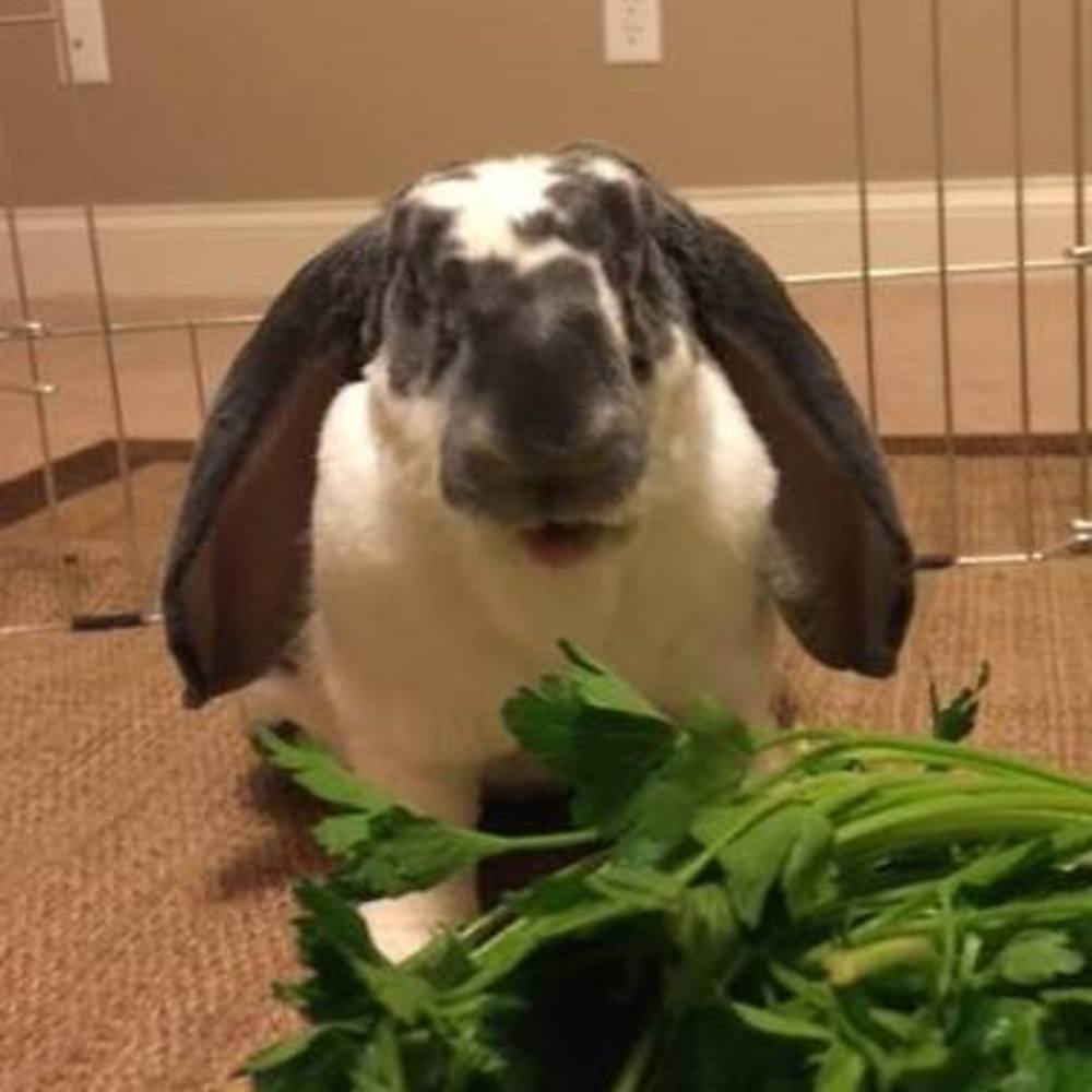 Meet your Posher, Hana